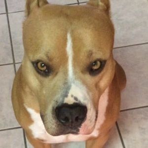 Meet your Posher, Monica